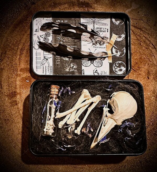 woodpecker skull tin